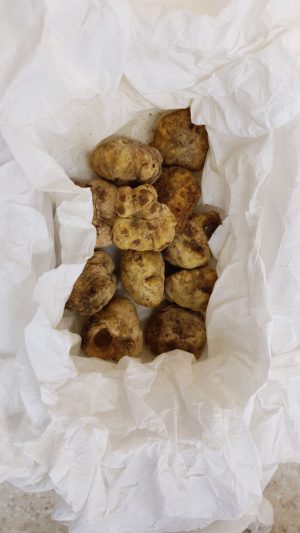 TRUFFLE WHITE TUBER MAGNATUM- WHITE TRUFFLE
