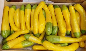 BICOLOR ZEPHIRE ZUCCHINI