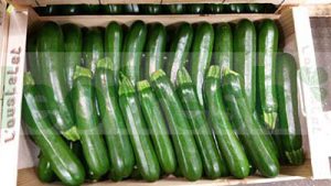 GREEN ZUCCHINI LONG 14/21