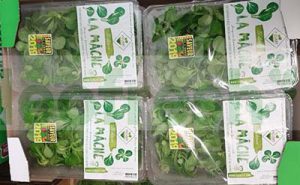 LAMB LETTUCE IN DISH