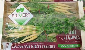 CARROT BABY YELLOW IN BUNCH