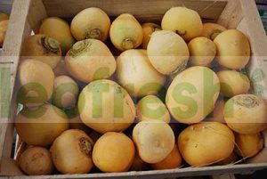 GOLDEN TURNIP