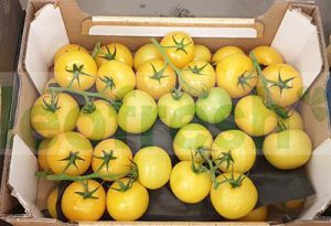 TOMATO YELLOW IN WINE