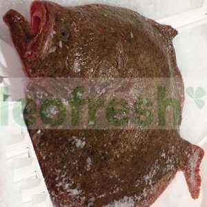 WILD TURBOT 2/3KG
