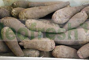 BEETROOT LONG UNCOOKED