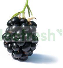 BLACKBERRY 12 X 125 GR