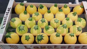 YELLOW ZUCCHINI ROUND