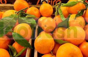 CLEMENTINE FROM CORSICA