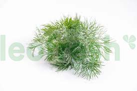 DILL IN BUNCH