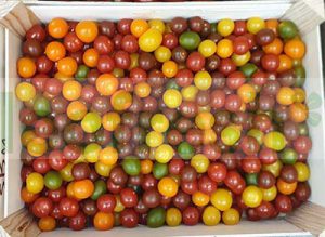 CHERRY TOMATOES MULTICORED