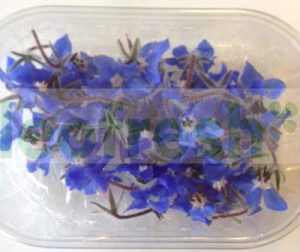 EDIBLE FLOWER BOURRACHE