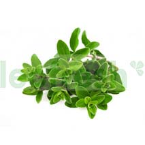 OREGANO