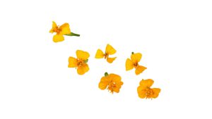 ANIS BLOSSOM 2 X 50 PC