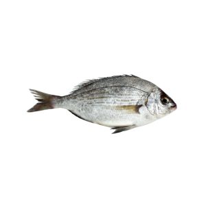 GREY BREAM 500/1000 - GR