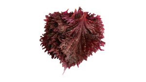 SHISO RED LEAVES