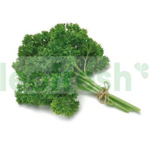 PARSLEY CURLY