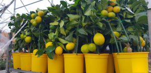 LEMON TREE