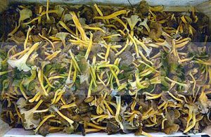 YELLOW CHANTERELLE X 1 KG