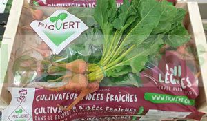 BEETROOT YELLOW BABY IN BUNCH