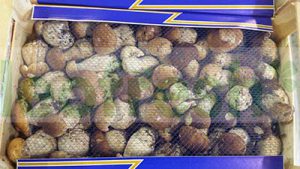 CEPE WILD MUSHROOM PORCHINI X 3 KG