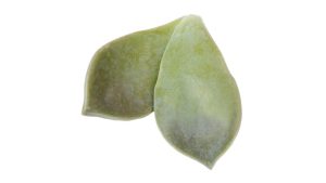 MAJII LEAVES / MAJI LEAVES