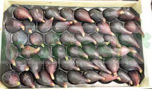 BLACK FIGS FRANCE SOLIES