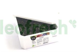 SEAWEED LAITUE OF SEA