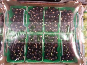 BLACK CURRANT 12 X 125 GR