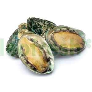 ABALONE FROM BRITANY