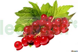 RED CURRANT X 8