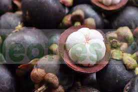MANGOSTEEN