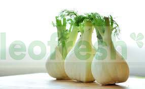 FENNEL
