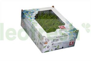 SALICORNIA CRESS SAMPHIRE