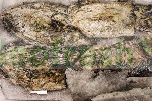 CUTTLEFISH 300/500GR