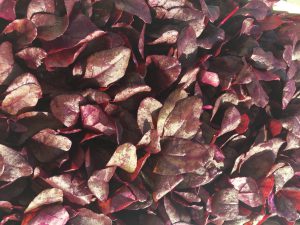 BEETROOT BULL BLOOD  LEAVES