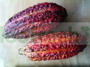 CACAO FRESH POD