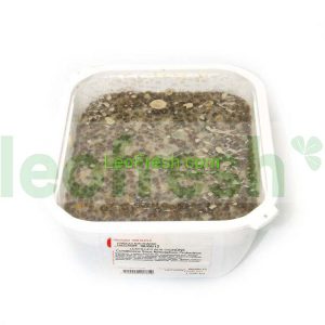 LENTIL AND ONION SALAD 1.5KG