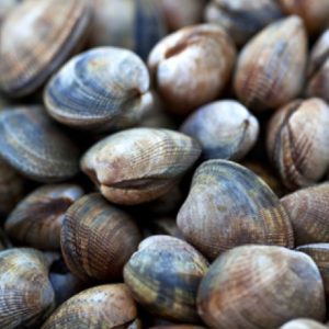 JAPANESE CLAMS MED 3KG