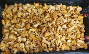 GIROLLE WILD MUSHROOM BABY X 3 KG