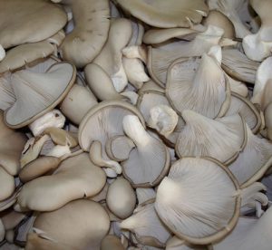 GREY PLEUROTTE - OYSTER