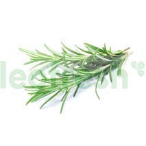 ROSEMARY