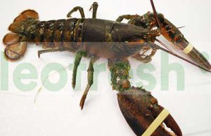 CANADIAN LOBSTER QUARTER 400/600