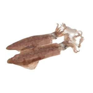 WHOLE SQUID 3/6