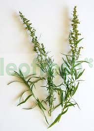 TARRAGON IN BUNCH