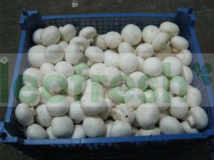 CHAMPIGNONS DE PARIS X 3 KG