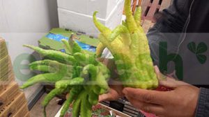 HAND OF BUDDHA LEMON X1P