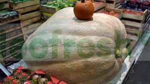 GIANT PUMKIN