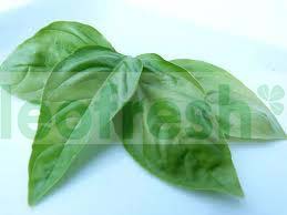 BASIL IN BUNCH