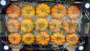 PUMKIN JACK BE LITTLE