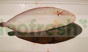 DOVER SOLE 400/500 FARMED